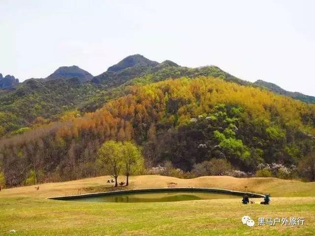 拯救枯树
